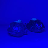 Squishy: Blue Jellies