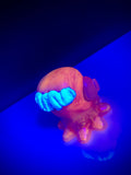 Zombie Mr. Wiggles (5thTurtle Custom)